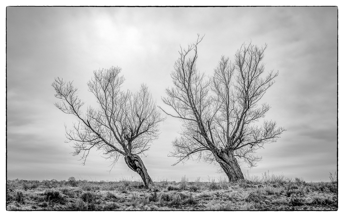 Månedens billeder februar- Naturen i Sort/Hvid