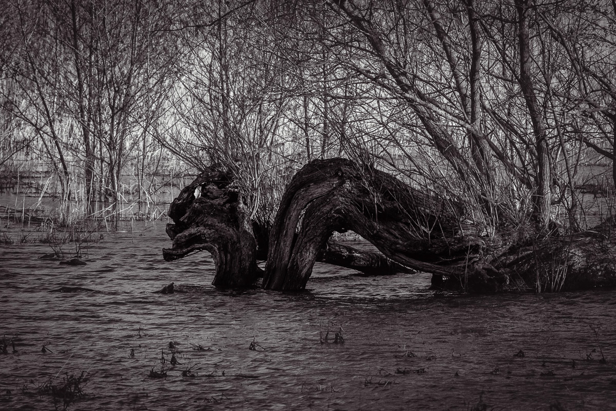 Månedens billeder februar- Naturen i Sort/Hvid